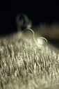 loves bright dream blurry grass web
