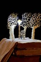 Tumnus and Lucy Narnia book sculpture 2 web